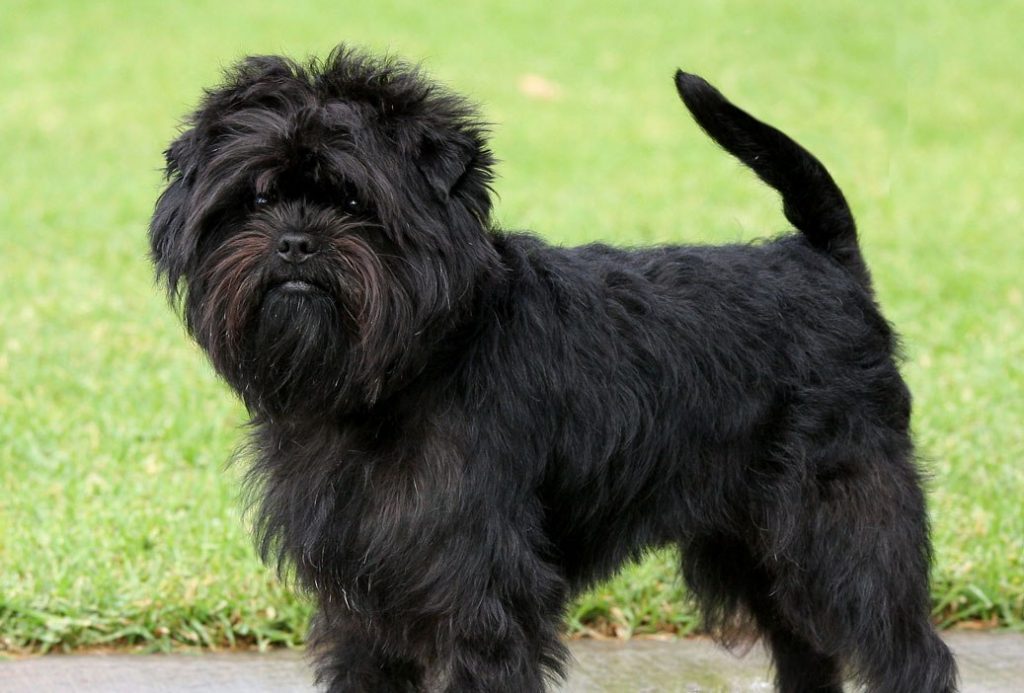 These Dogs Could Cause Your Homeowners Insurance To Go Way Up Affenpinscher