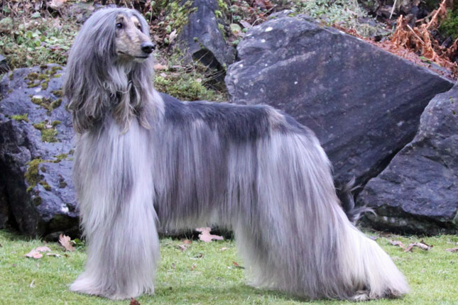 These Dogs Could Cause Your Homeowners Insurance To Go Way Up Afghan Hound
