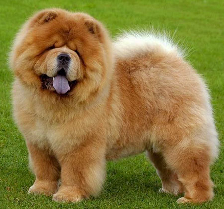 These Dogs Could Cause Your Homeowners Insurance To Go Way Up Chow Chow