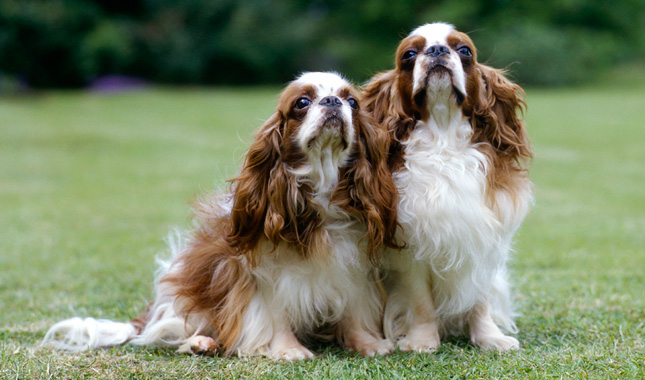 These Dogs Could Cause Your Homeowners Insurance To Go Way Up English Toy Spaniel