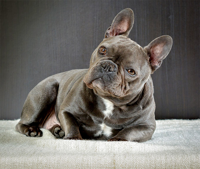 These Dogs Could Cause Your Homeowners Insurance To Go Way Up French Bulldog