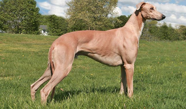 These Dogs Could Cause Your Homeowners Insurance To Go Way Up Greyhound