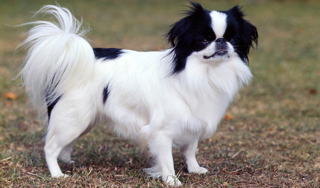 These Dogs Could Cause Your Homeowners Insurance To Go Way Up Japanese Chin