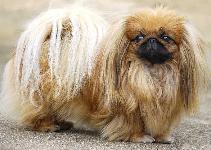 These Dogs Could Cause Your Homeowners Insurance To Go Way Up Pekingese
