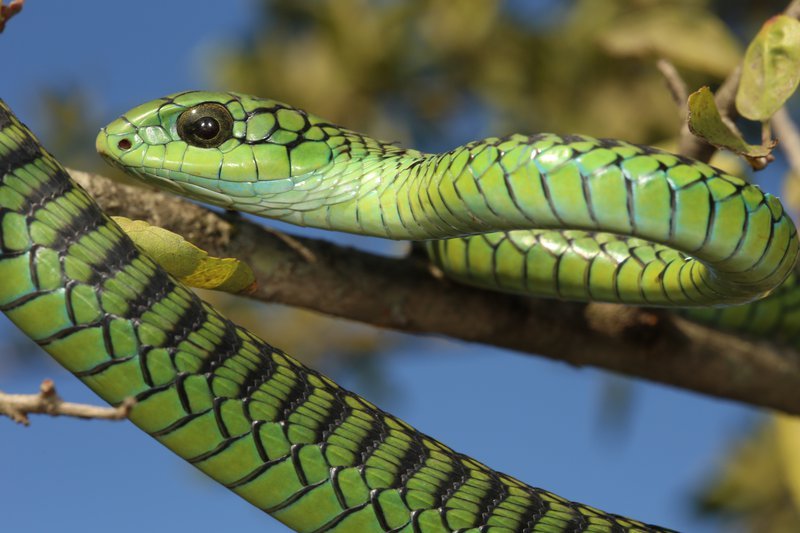 The World's Most Venomous Snakes Boomslang