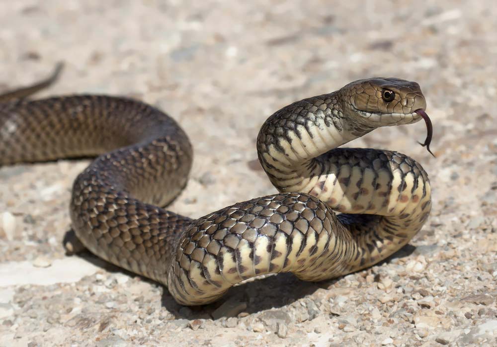 The World's Most Venomous Snakes The World's Most Venomous Snakes