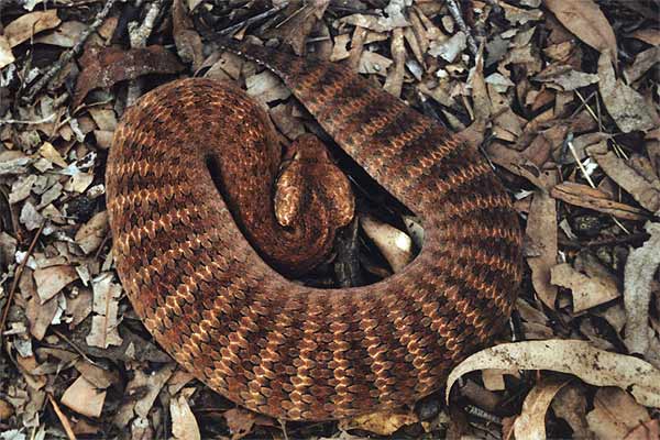 The World's Most Venomous Snakes Common Death Adder