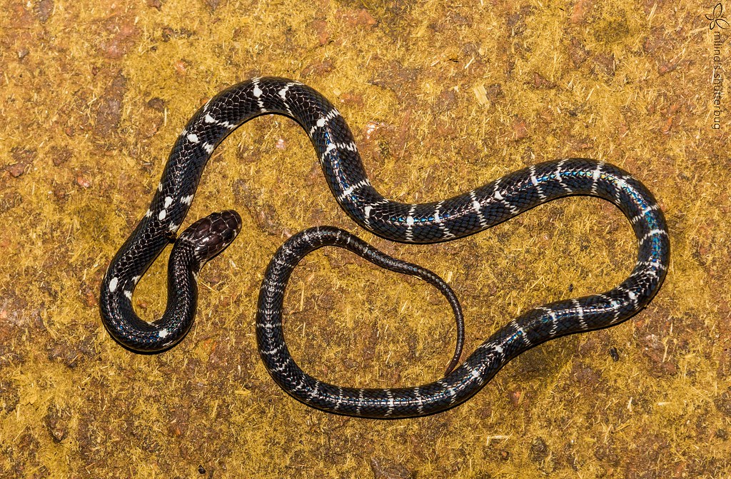 The World's Most Venomous Snakes The World's Most Venomous Snakes