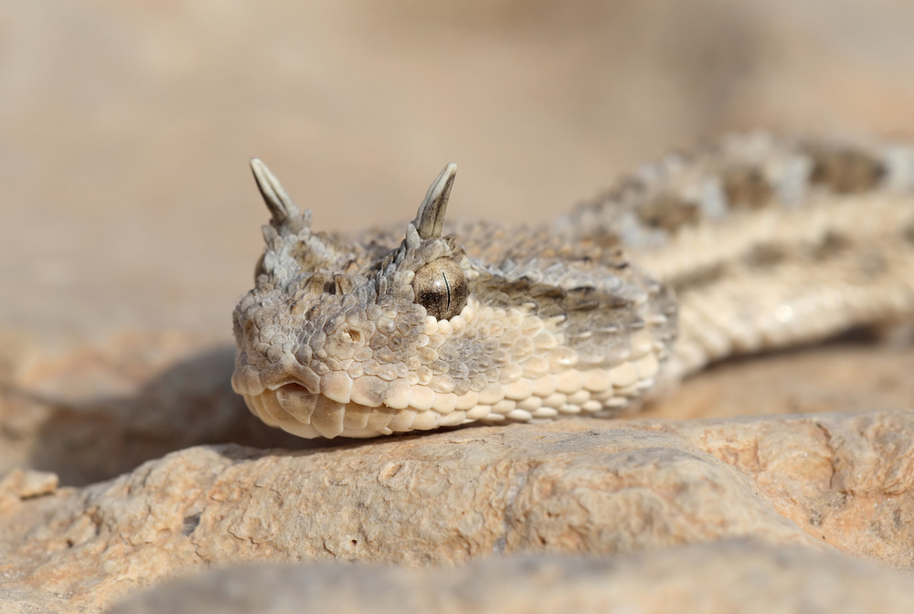 The World's Most Venomous Snakes Desert Horned Viper