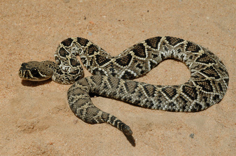 The World's Most Venomous Snakes Eastern Diamondback Rattlesnake