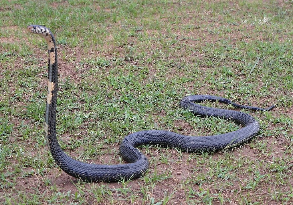 The World's Most Venomous Snakes Forest Cobra