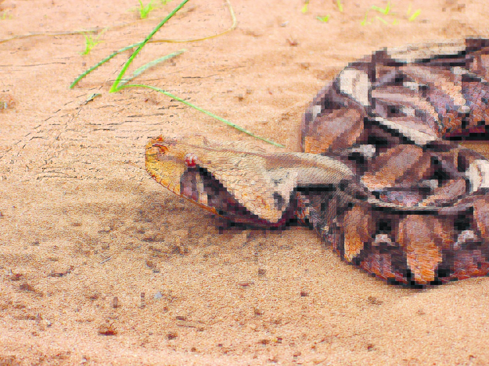 The World's Most Venomous Snakes Gaboon Viper