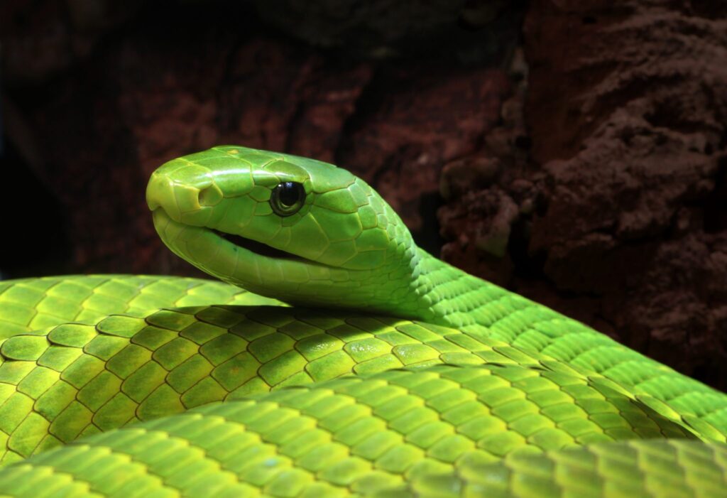 The World's Most Venomous Snakes Green Mambas