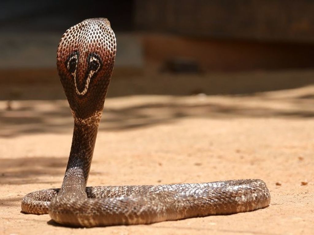 The World's Most Venomous Snakes Indian Cobra