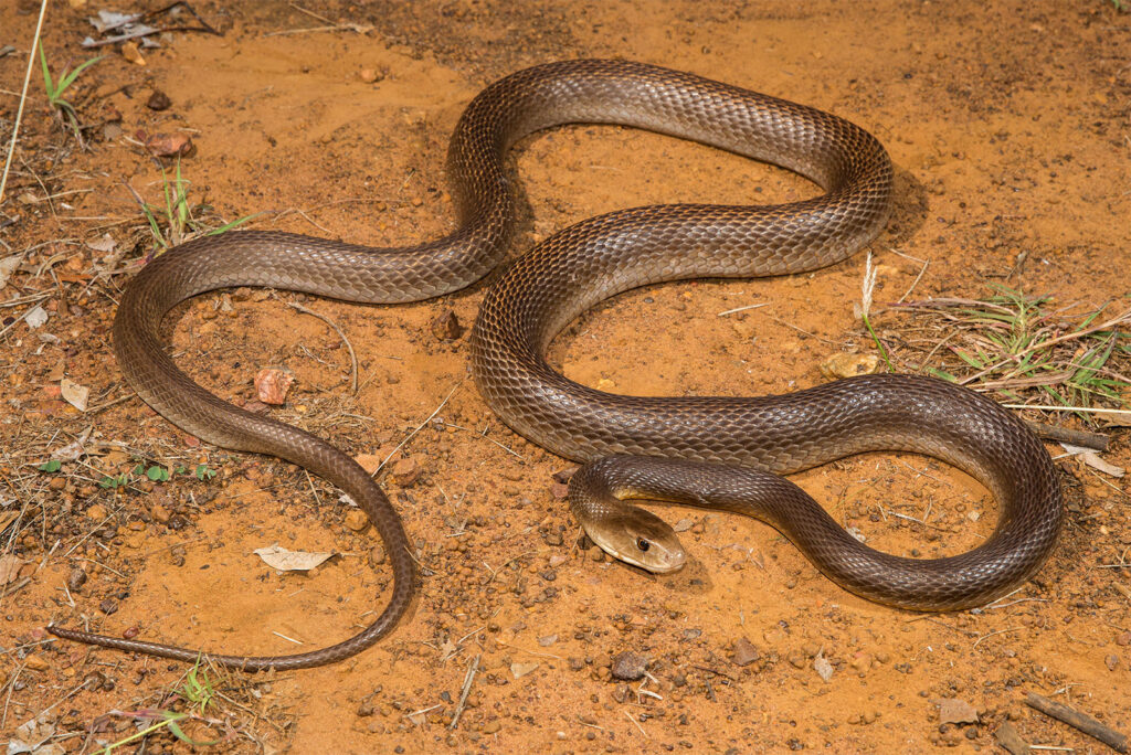 The World's Most Venomous Snakes Inland Taipan