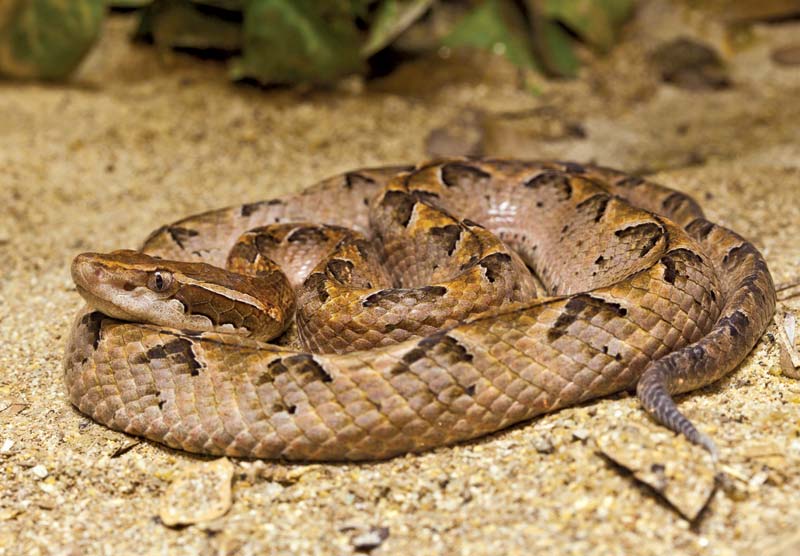 The World's Most Venomous Snakes The World's Most Venomous Snakes