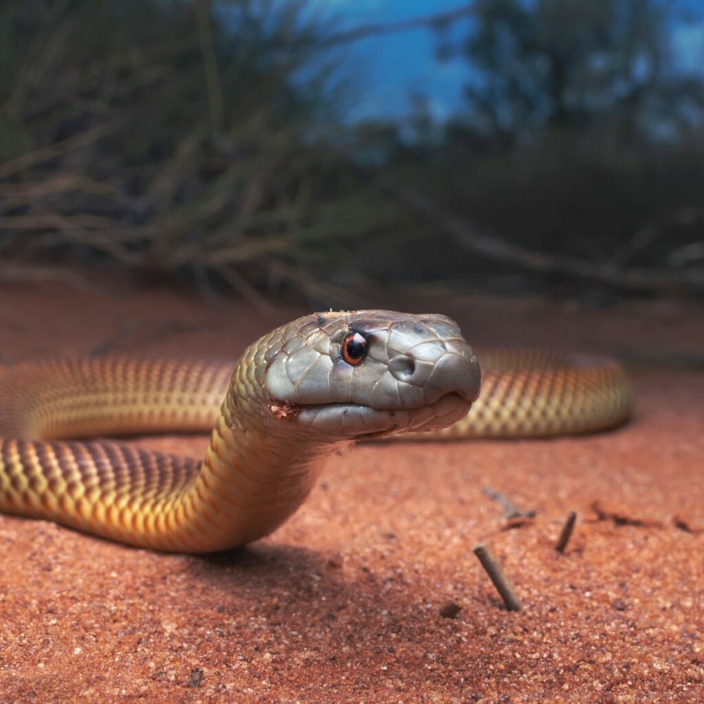 The World's Most Venomous Snakes King Brown Snake or Mulga Snake