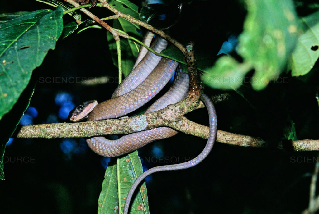 The World's Most Venomous Snakes The World's Most Venomous Snakes