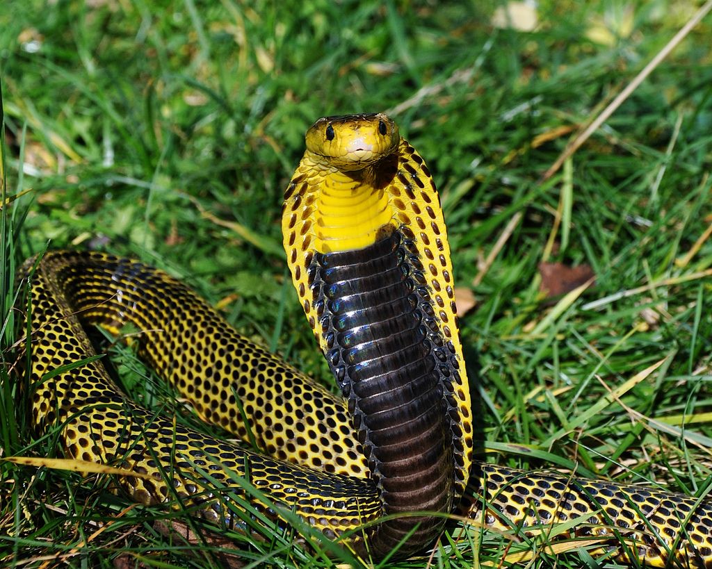 The World's Most Venomous Snakes Philippine Cobra