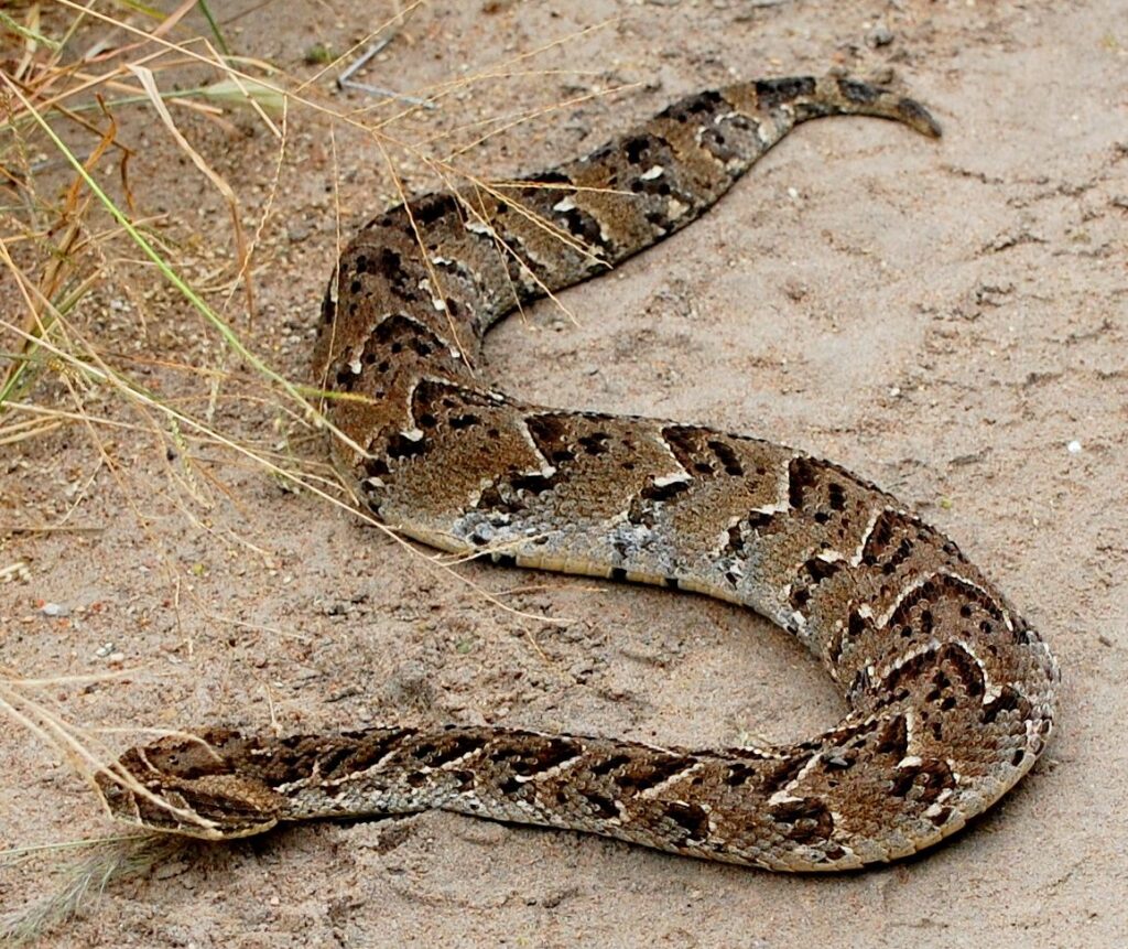 The World's Most Venomous Snakes Puff Adder