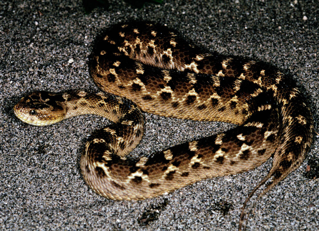 The World's Most Venomous Snakes Saw-scaled Vipers
