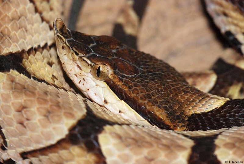 The World's Most Venomous Snakes Sharp-nosed Pit Viper