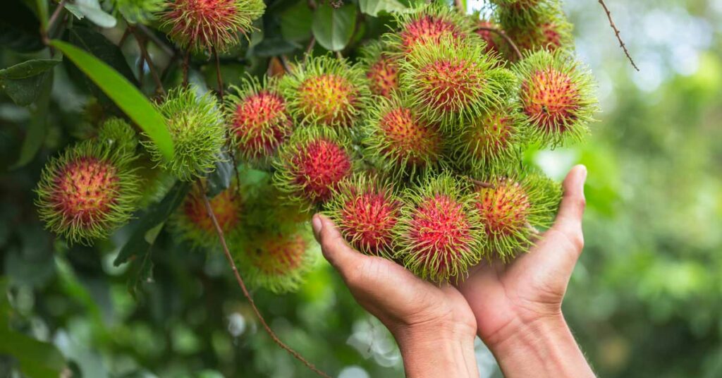 Amazingly Weird Yet Tasty Exotic Fruits No One Can Deny