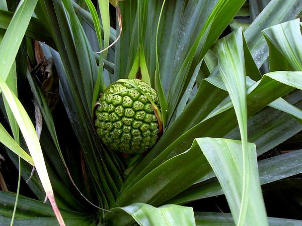 tahitian screwpine