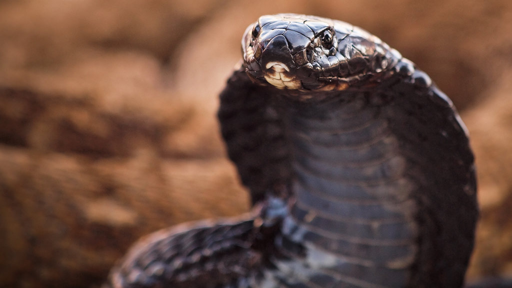 The World's Most Venomous Snakes