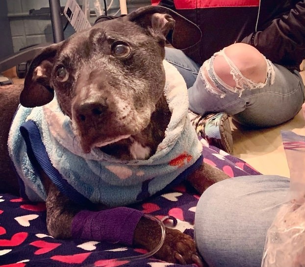 Michael Vick last Surviving Dog From Dogfighting Case Dies 15 Years Old